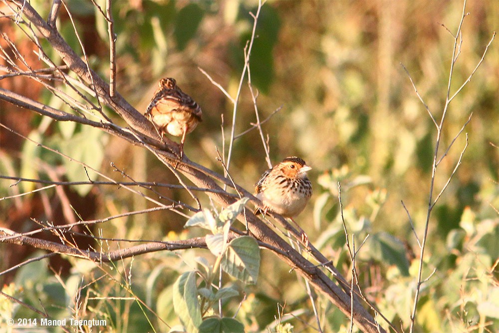 Burmese Bushlark - ML382560961