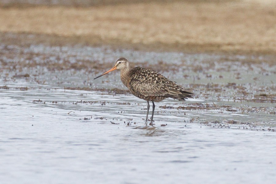 Hudsonian Godwit - ML382562041