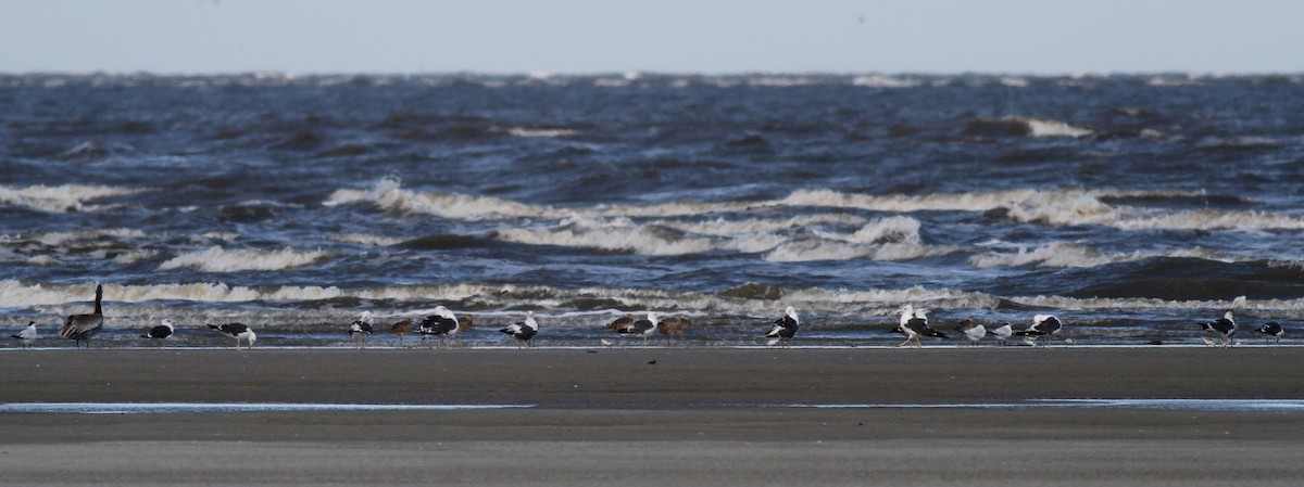 Lesser Black-backed Gull - ML38256251