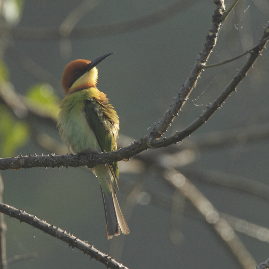 bengalbieter - ML382562741