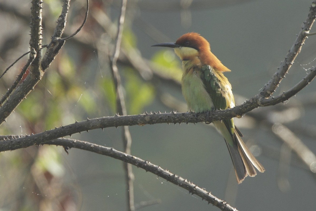 bengalbieter - ML382562751