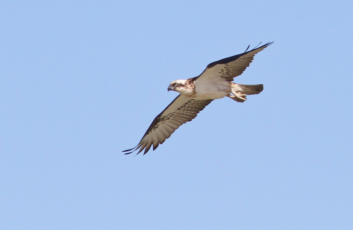 Balbuzard pêcheur - ML382562761