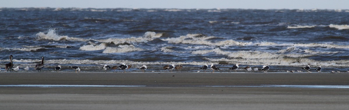 Lesser Black-backed Gull - ML38256321