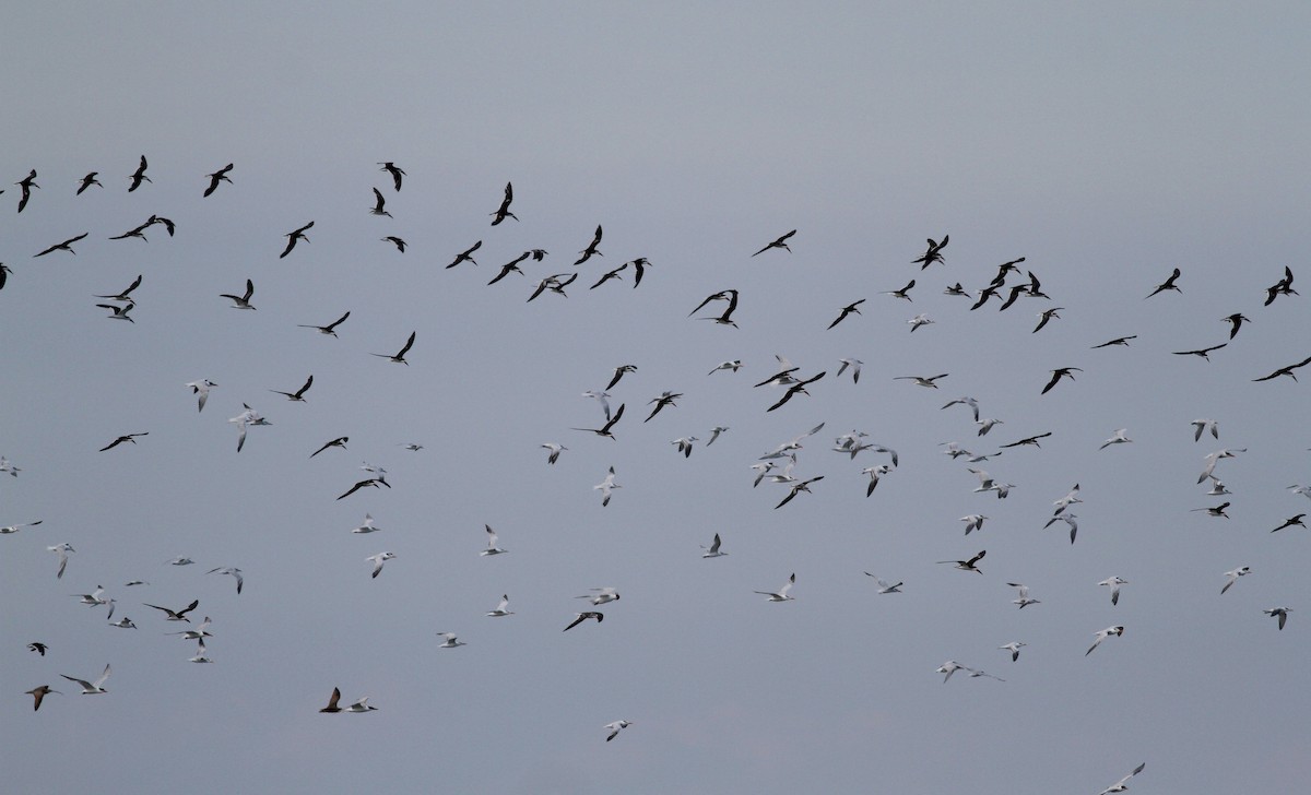 Black Skimmer - ML38256471