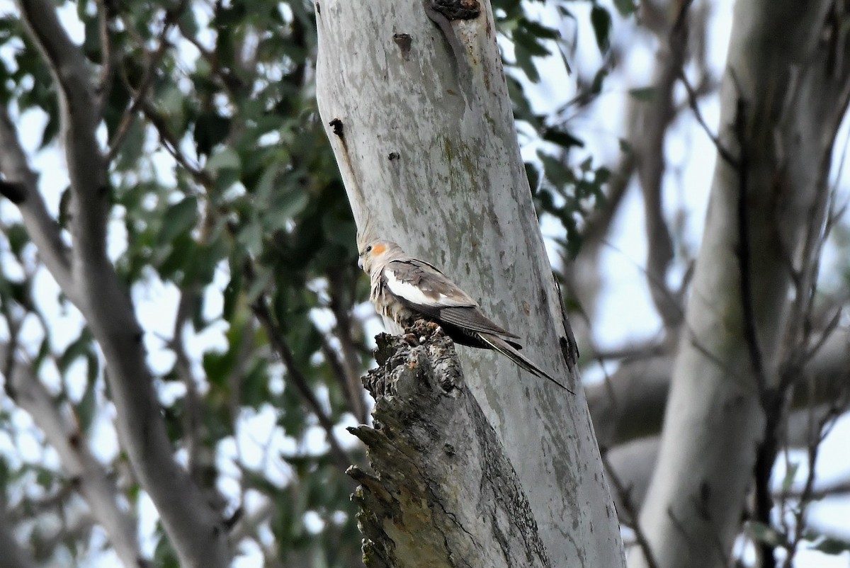 Cockatiel - ML382564941