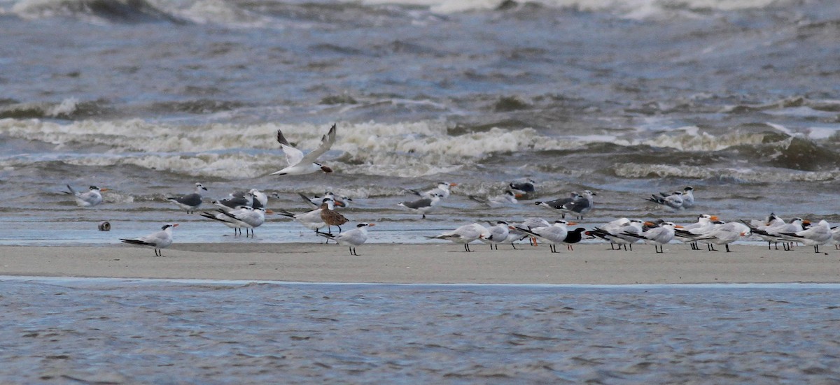 Royal Tern - ML38256501