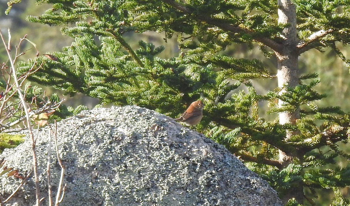 Indigo Bunting - ML382565521