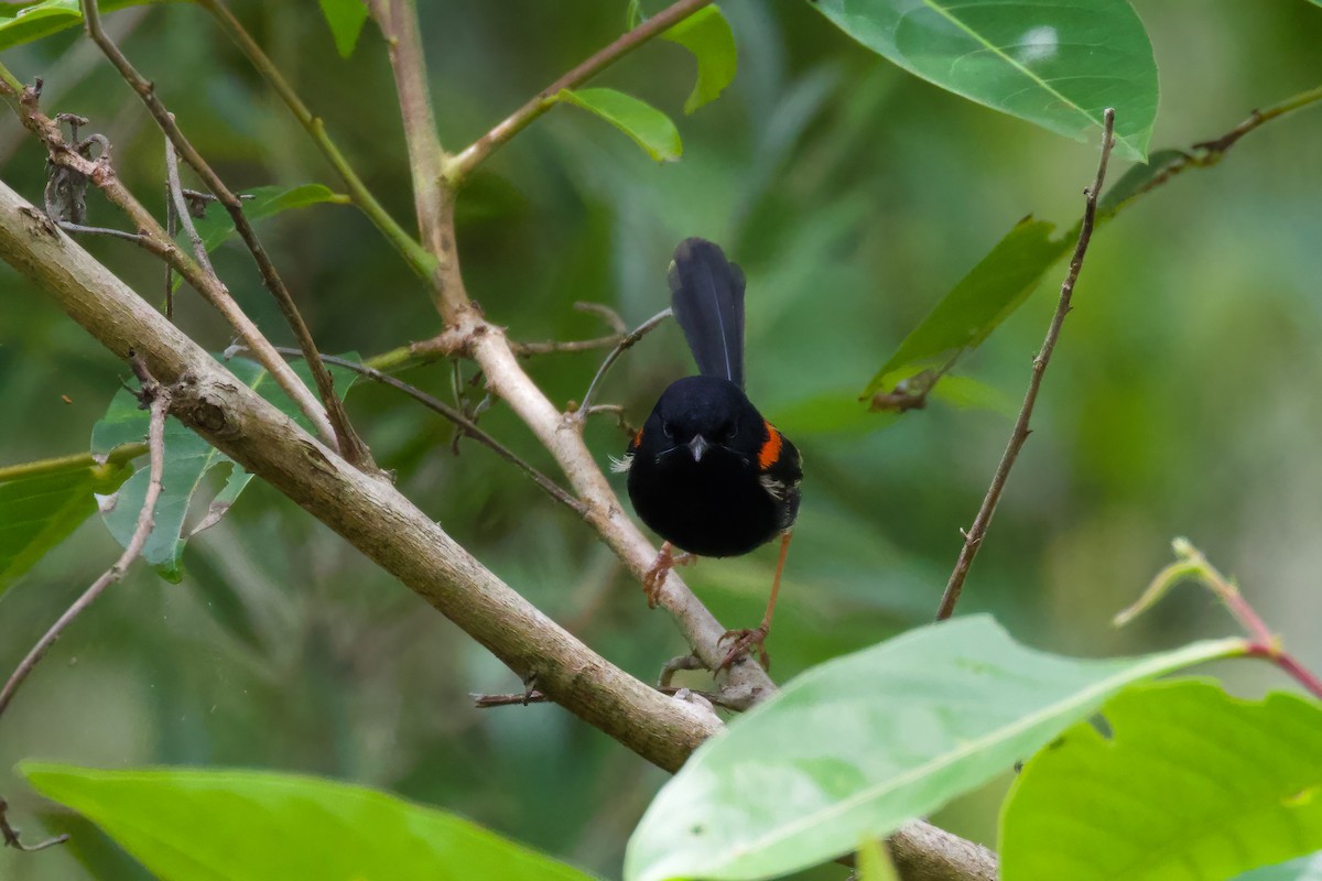 Red-backed Fairywren - Dennis Devers