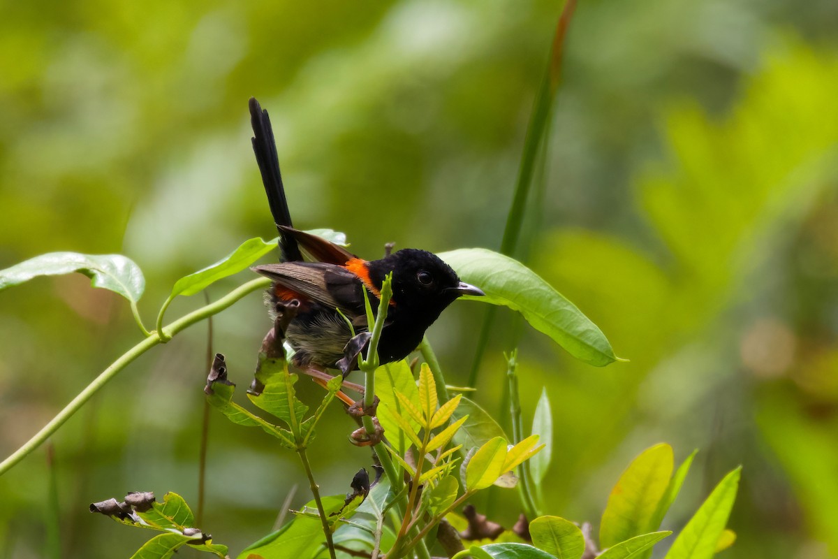 Red-backed Fairywren - ML382565681