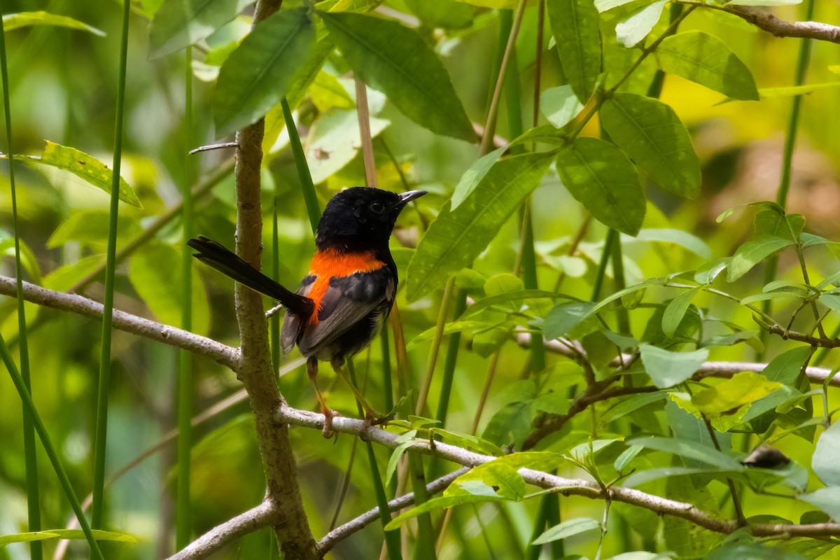 Red-backed Fairywren - Dennis Devers