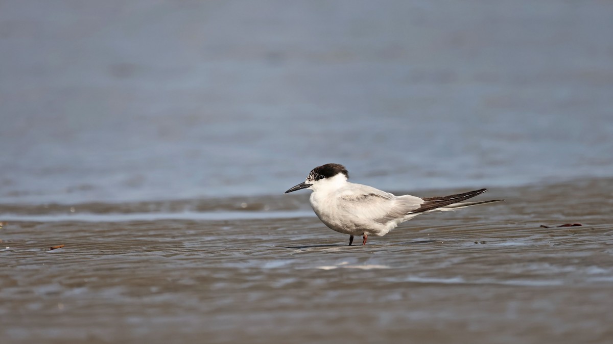 Common Tern - ML382566981