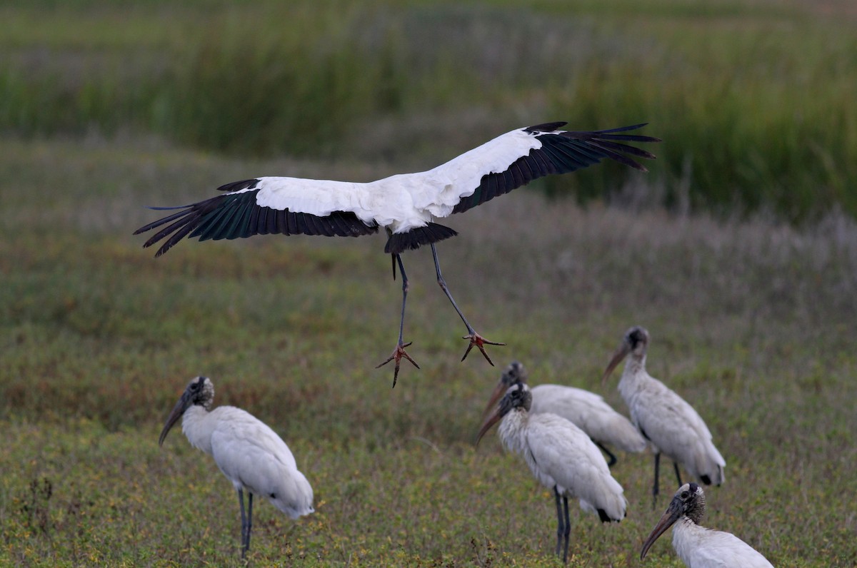 Wood Stork - Jay McGowan