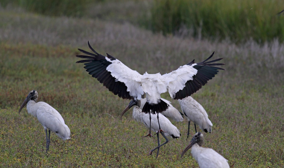 Wood Stork - ML38257011