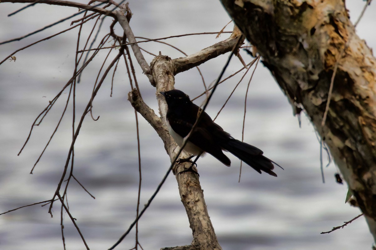 Willie-wagtail - ML382570381