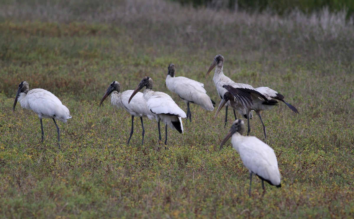 Wood Stork - ML38257141