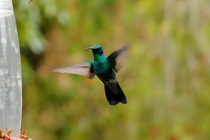 kolibřík modrouchý - ML38257341