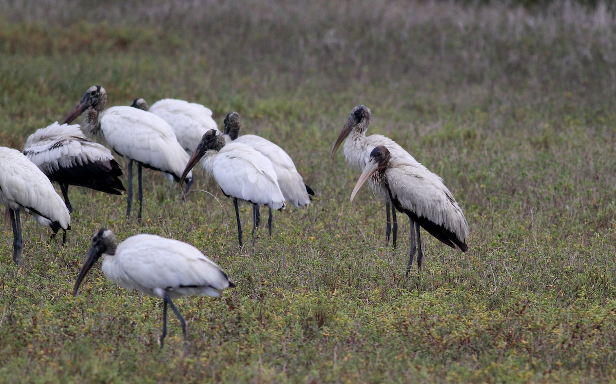 Wood Stork - ML38257361