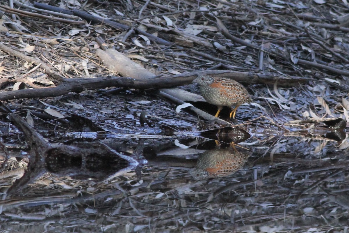 Painted Buttonquail - ML38257401