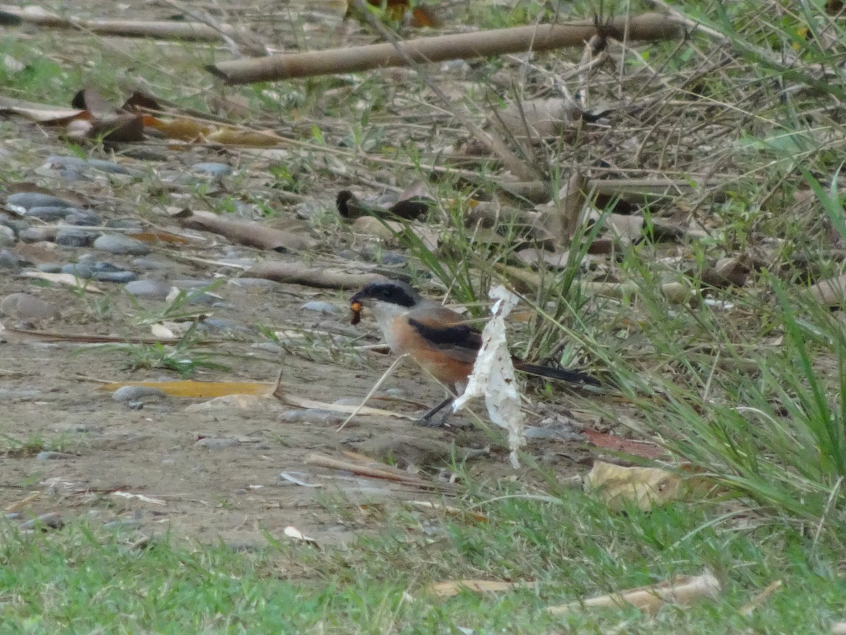 Long-tailed Shrike (schach) - ML382574331