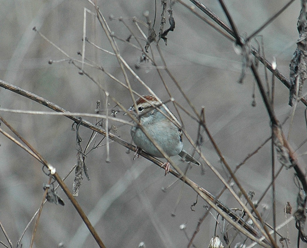 Chipping Sparrow - ML382574351