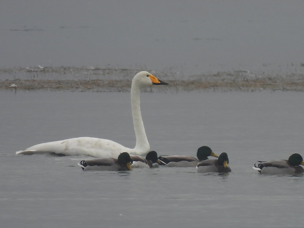 Whooper Swan - ML382574821