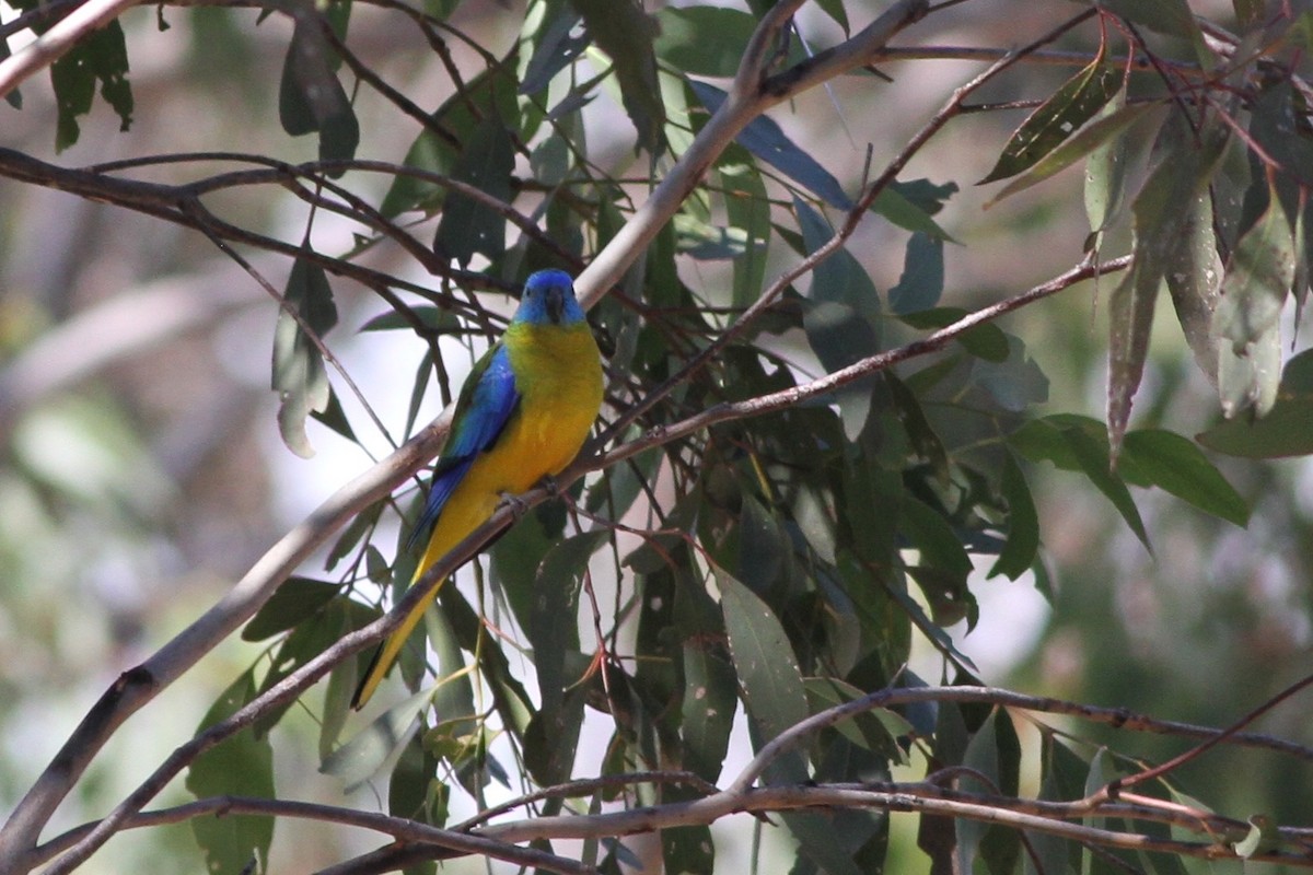 Turquoise Parrot - ML38257491