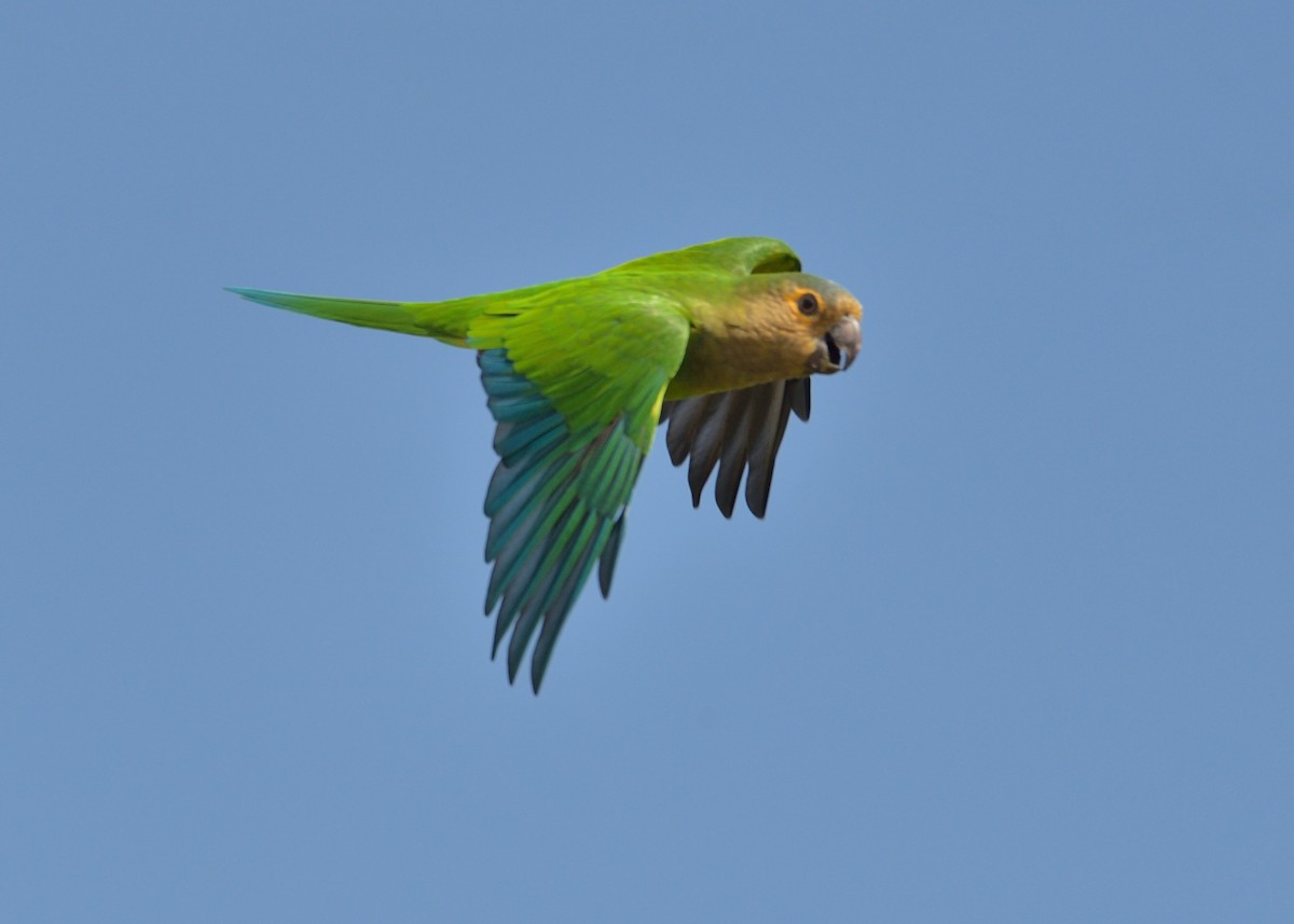 Brown-throated Parakeet - ML382575461