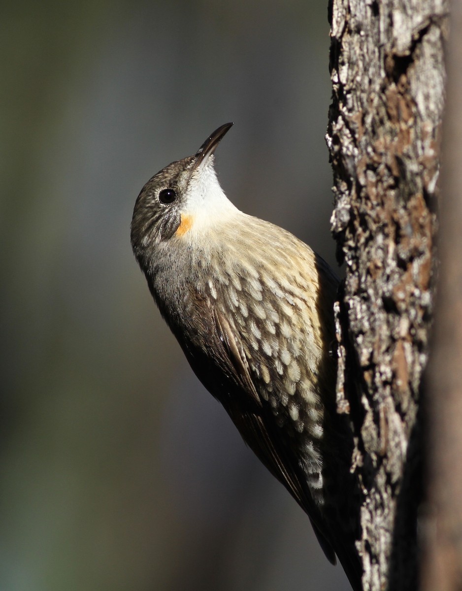 White-throated Treecreeper - ML38257571