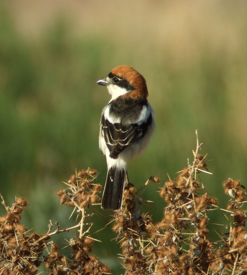 Woodchat Shrike - ML382576141