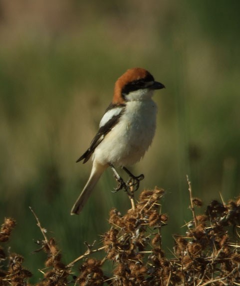 Woodchat Shrike - Andy Benson