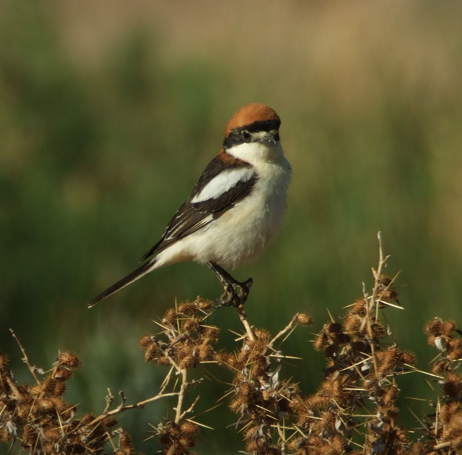 Woodchat Shrike - ML382576181