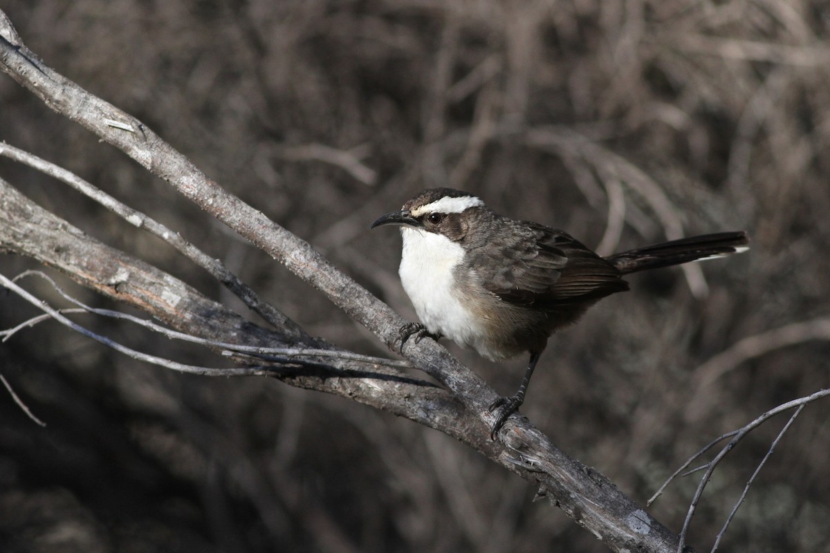 White-browed Babbler - ML38257701