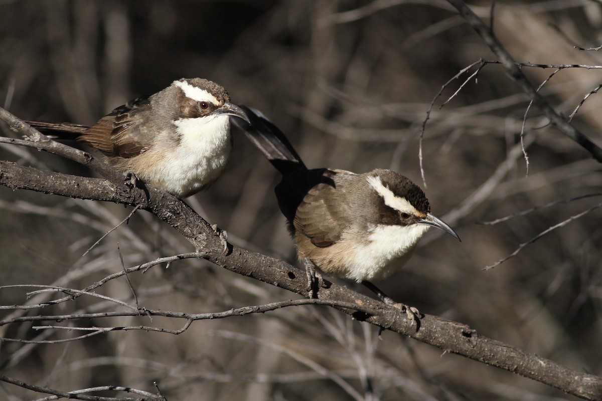 White-browed Babbler - ML38257711