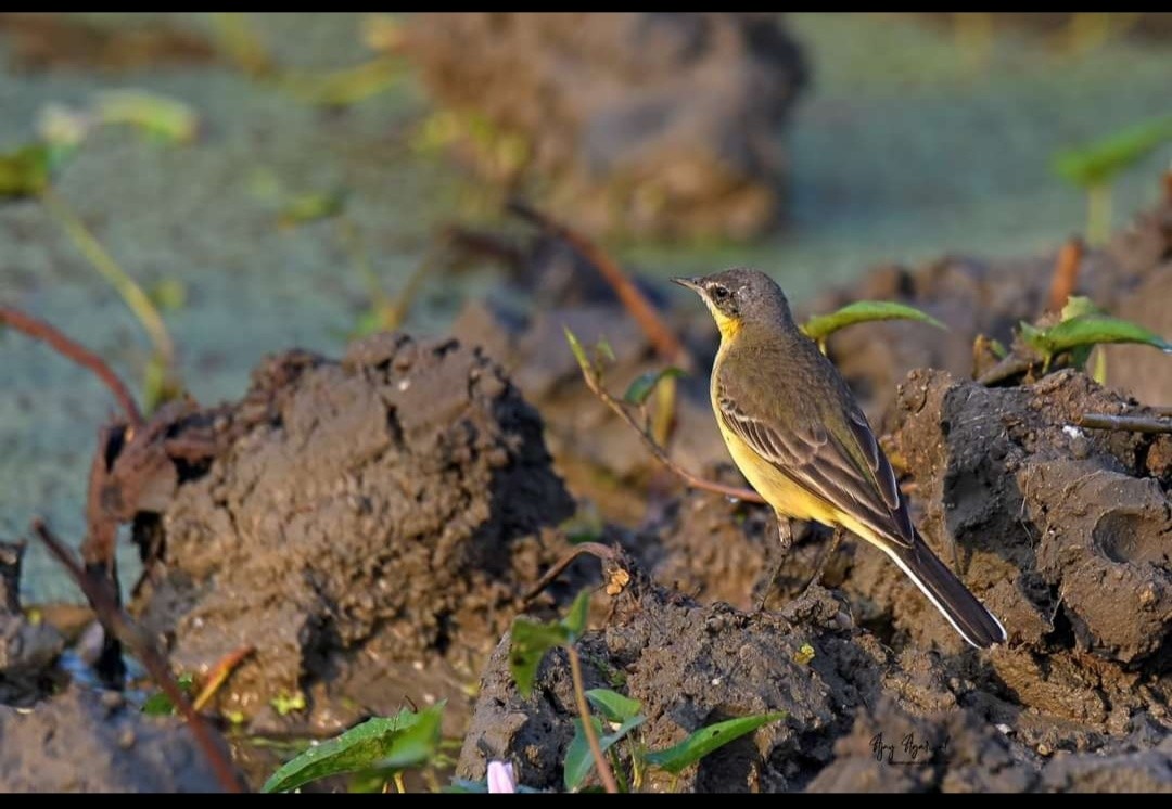 Western/Eastern Yellow Wagtail - ML382577141