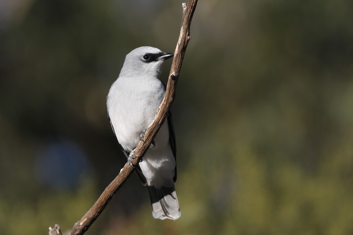 White-bellied Cuckooshrike - ML38257761