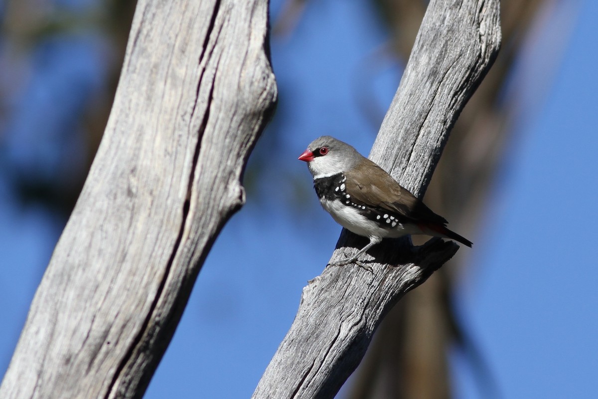 Diamond Firetail - ML38257791