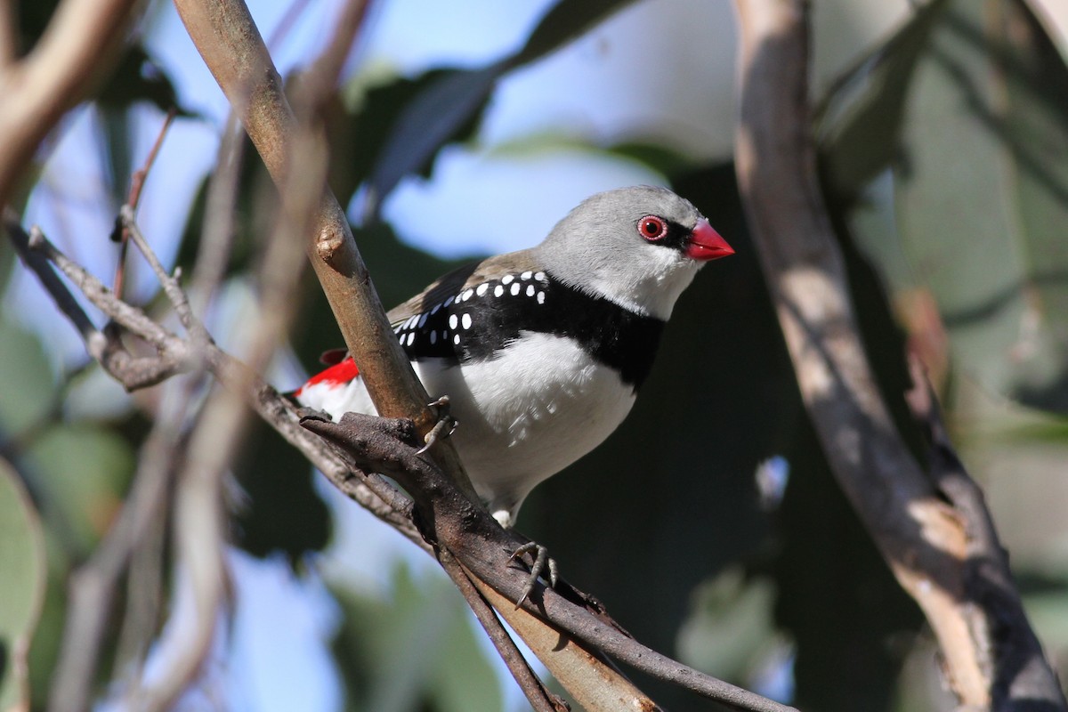 Diamond Firetail - ML38257801