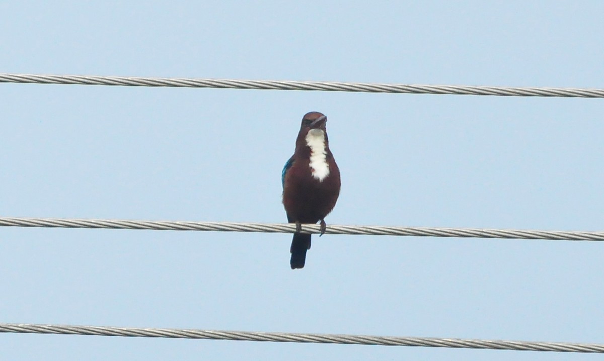 White-throated Kingfisher - ML382578651