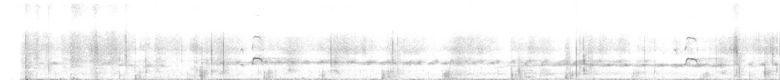 Новозеландский кулик-сорока - ML382578961