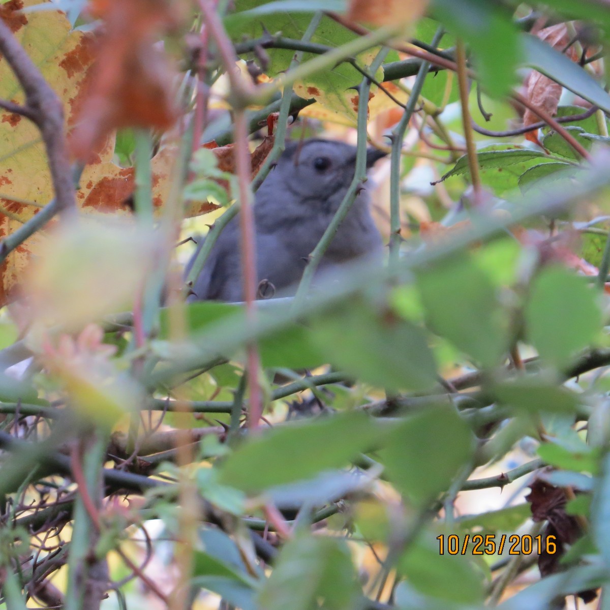 Gray Catbird - ML38258041