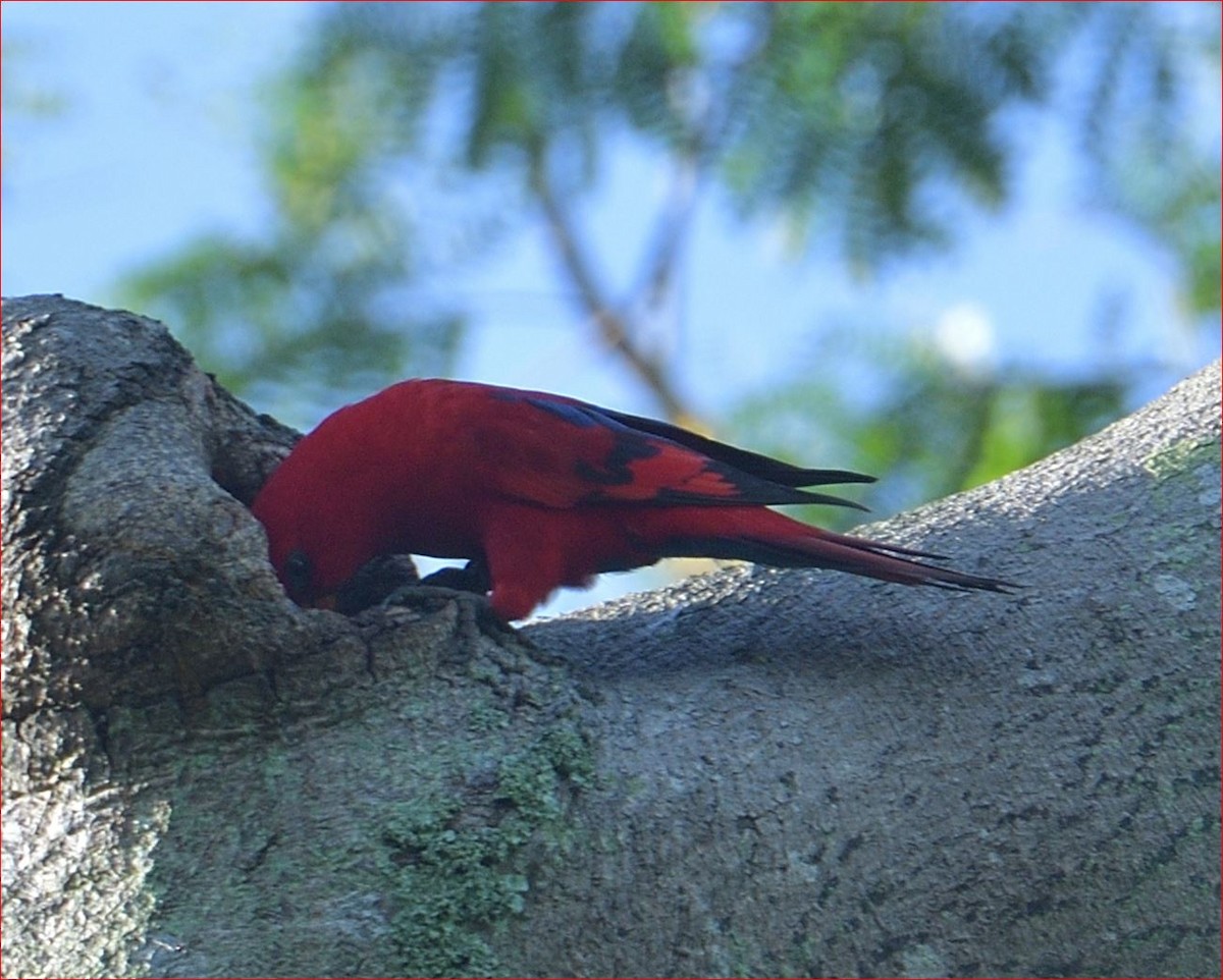 Red Lory - ML382581311