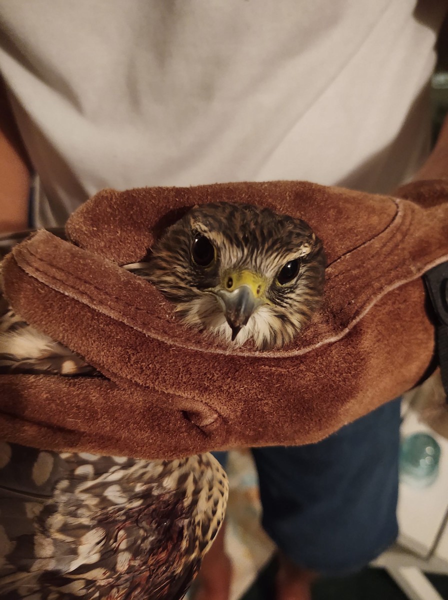 Merlin - ML382581901