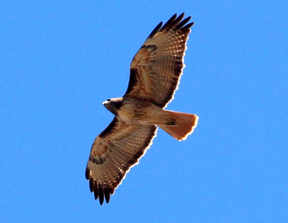 Rotschwanzbussard (calurus/alascensis) - ML38258241