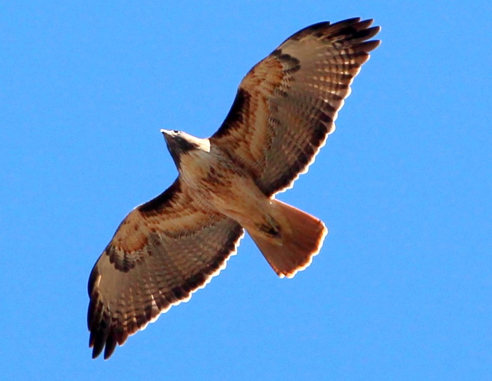 Red-tailed Hawk (calurus/alascensis) - ML38258251