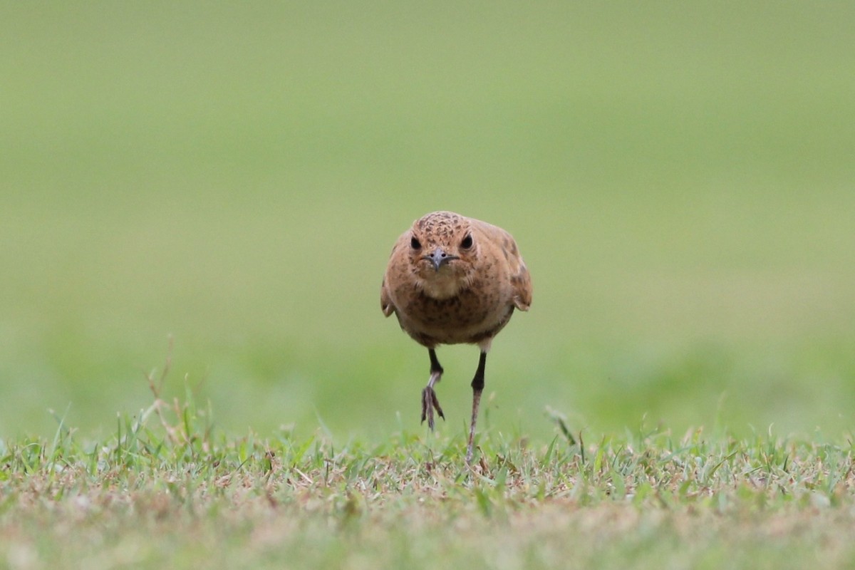 Australian Pratincole - ML38258301