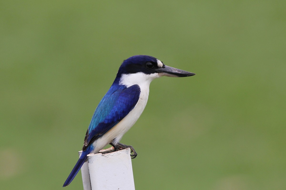 Forest Kingfisher - ML38258401