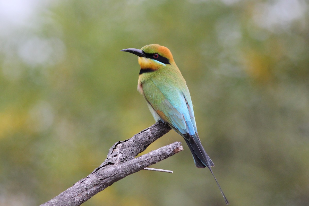 Rainbow Bee-eater - ML38258461