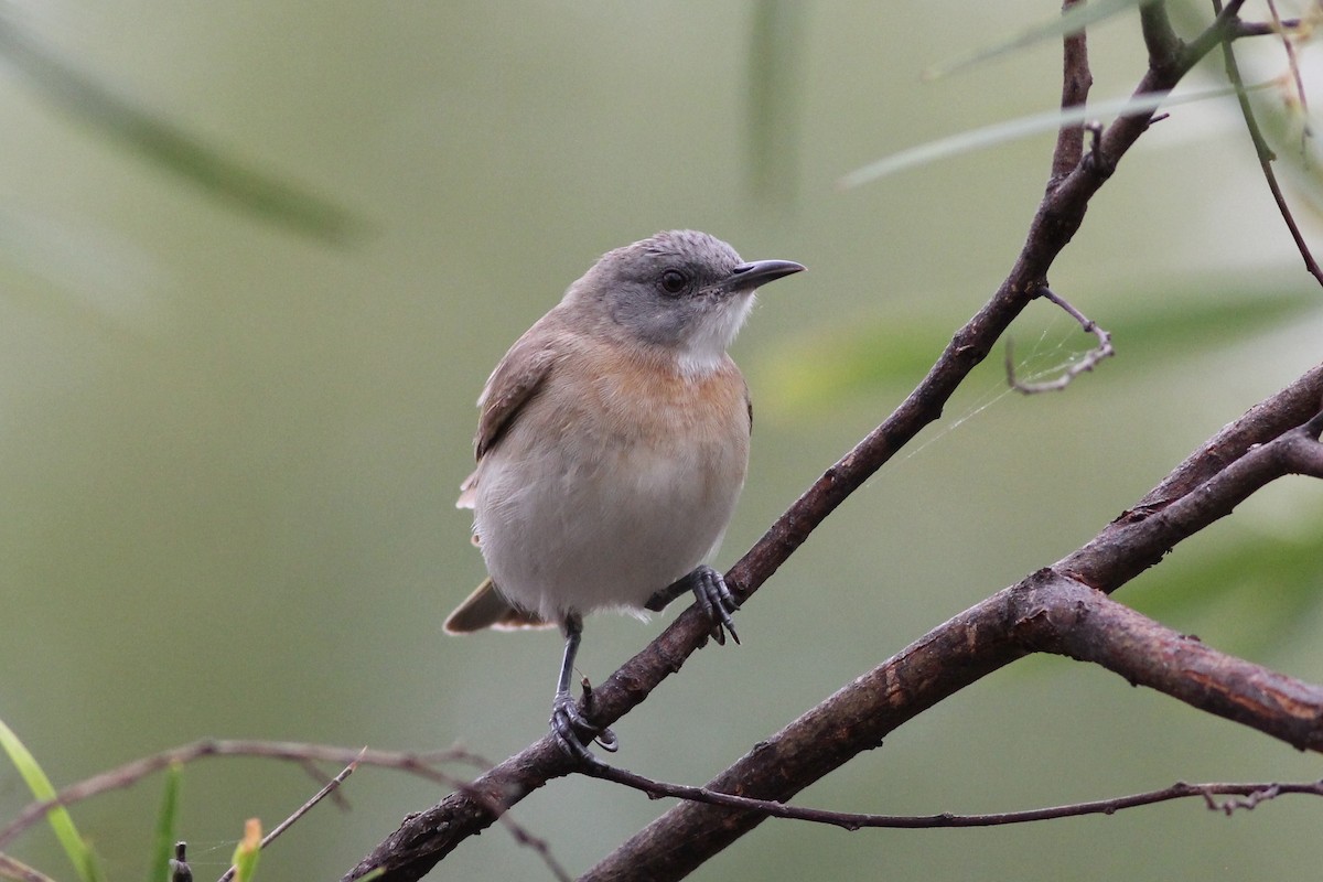 Rufous-banded Honeyeater - ML38258501