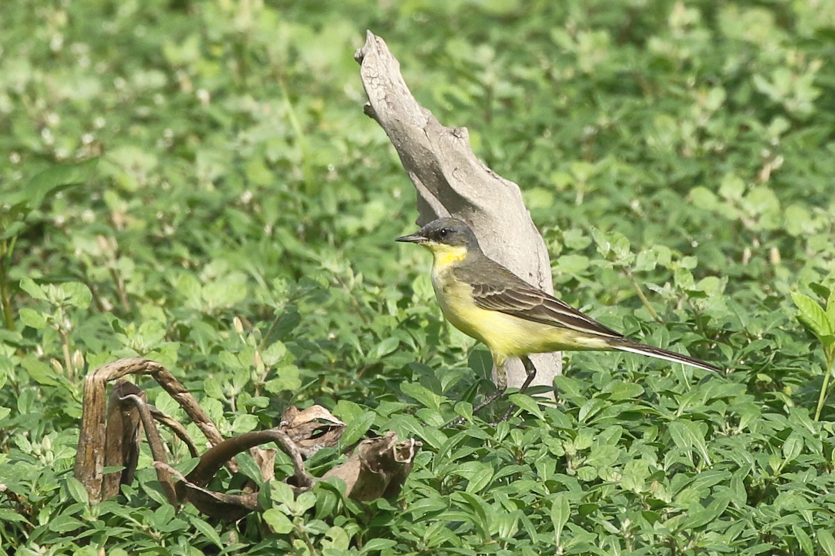 Western/Eastern Yellow Wagtail - ML382585241