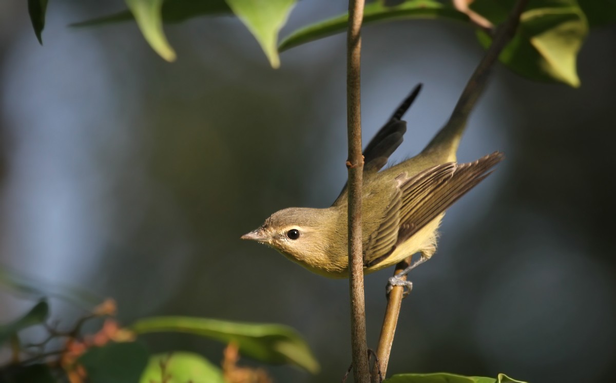 Philadelphia Vireo - ML38258531